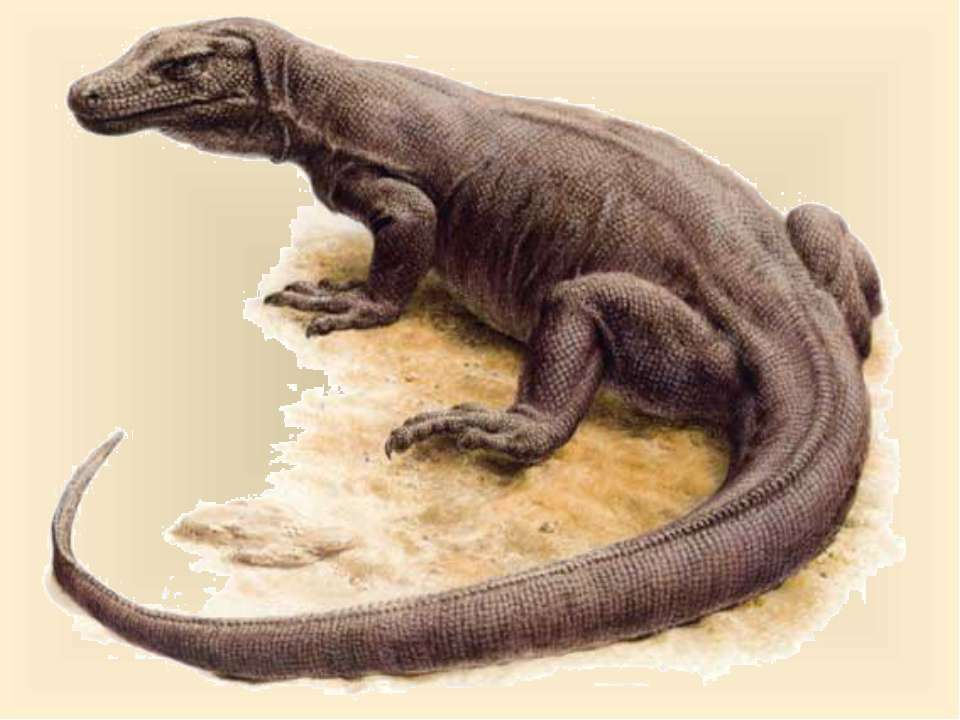 Класс Пресмыкающиеся, или Рептилии - Учебники, Презентации и Подготовка к Экзаменам для Школьников на Klass-Uchebnik.com