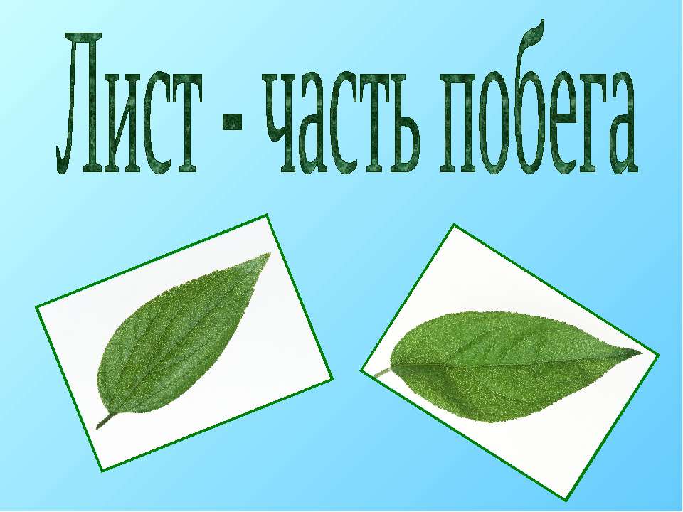 Лист - часть побега Учебники, Презентации и Подготовка к Экзаменам для Школьников на Klass-Uchebnik.com