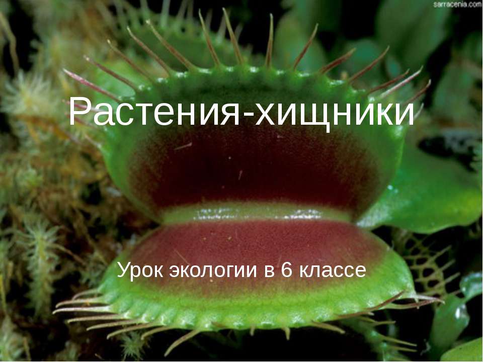 Растения-хищники Учебники, Презентации и Подготовка к Экзаменам для Школьников на Klass-Uchebnik.com