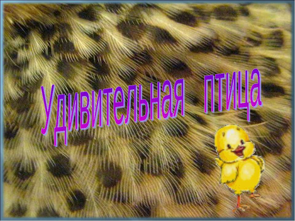 Удивительная птица - Учебники, Презентации и Подготовка к Экзаменам для Школьников на Klass-Uchebnik.com