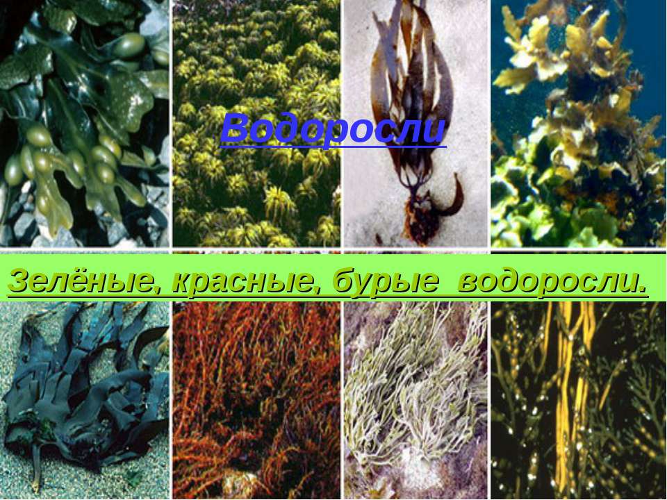 Водоросли. Зелёные, красные, бурые водоросли - Учебники, Презентации и Подготовка к Экзаменам для Школьников на Klass-Uchebnik.com