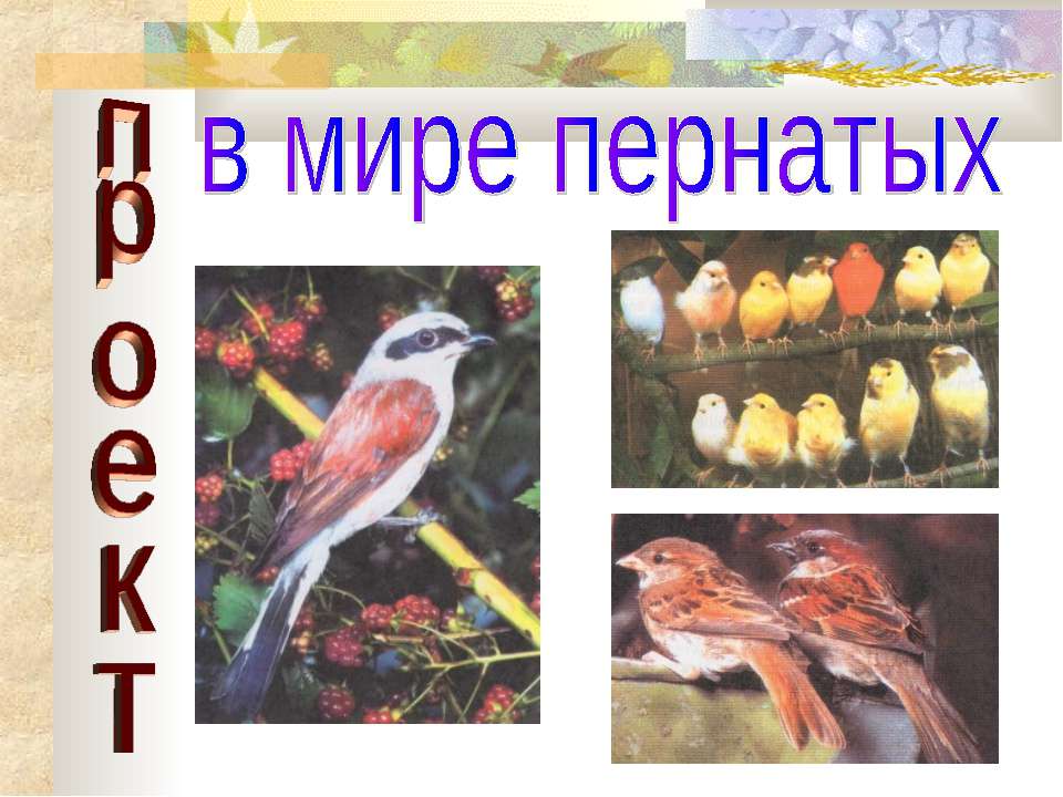 В мире пернатых - Учебники, Презентации и Подготовка к Экзаменам для Школьников на Klass-Uchebnik.com