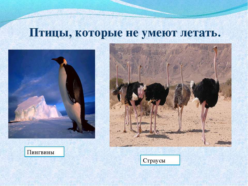 Птицы, которые не умеют летать Учебники, Презентации и Подготовка к Экзаменам для Школьников на Klass-Uchebnik.com