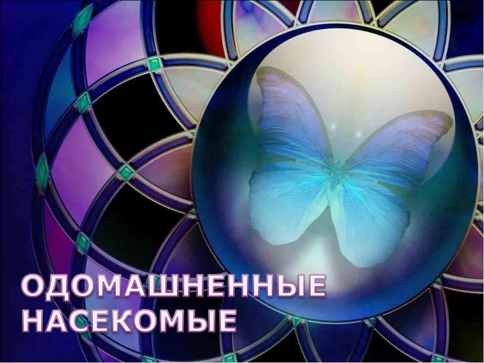 Одомашненные насекомые Учебники, Презентации и Подготовка к Экзаменам для Школьников на Klass-Uchebnik.com