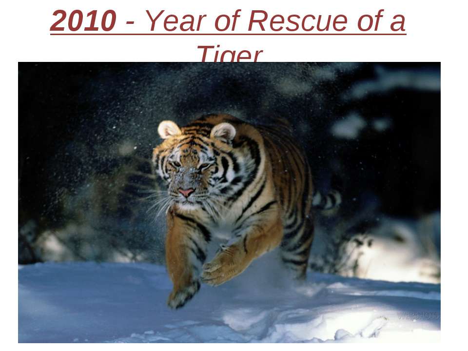 2010 - Year of Rescue of a Tiger Учебники, Презентации и Подготовка к Экзаменам для Школьников на Klass-Uchebnik.com