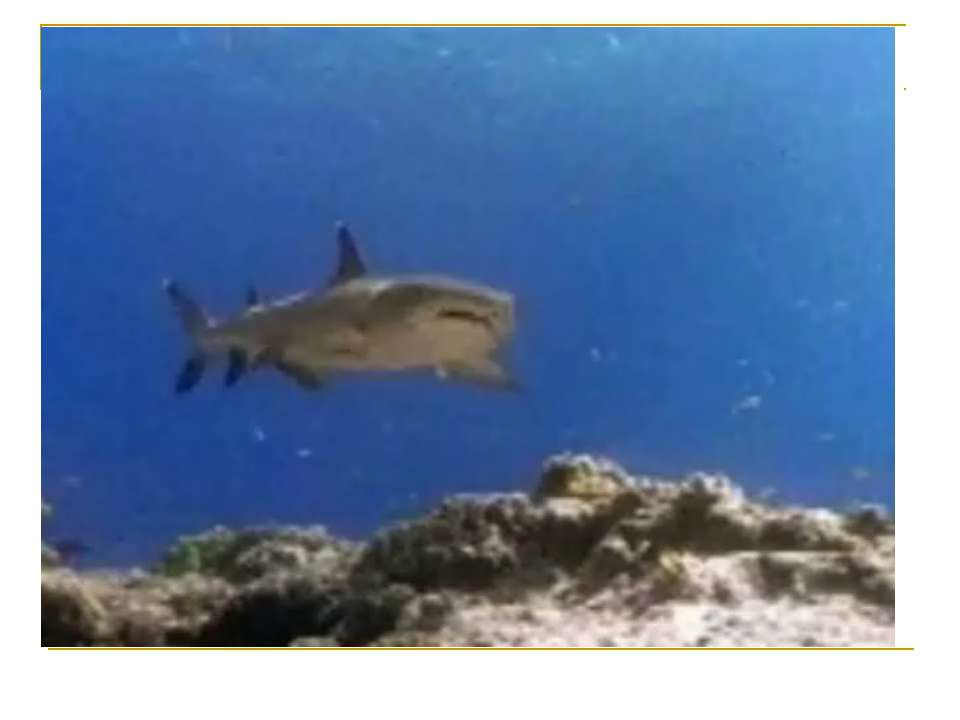 Исчезающие виды. Амфибии - Учебники, Презентации и Подготовка к Экзаменам для Школьников на Klass-Uchebnik.com