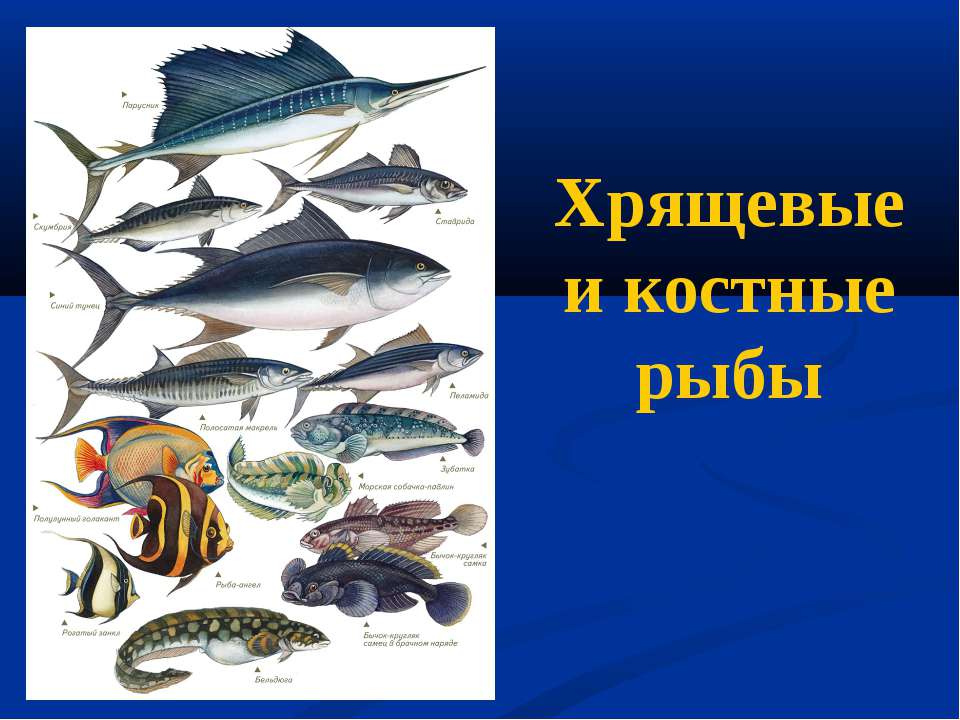 Хрящевые и костные рыбы - Учебники, Презентации и Подготовка к Экзаменам для Школьников на Klass-Uchebnik.com