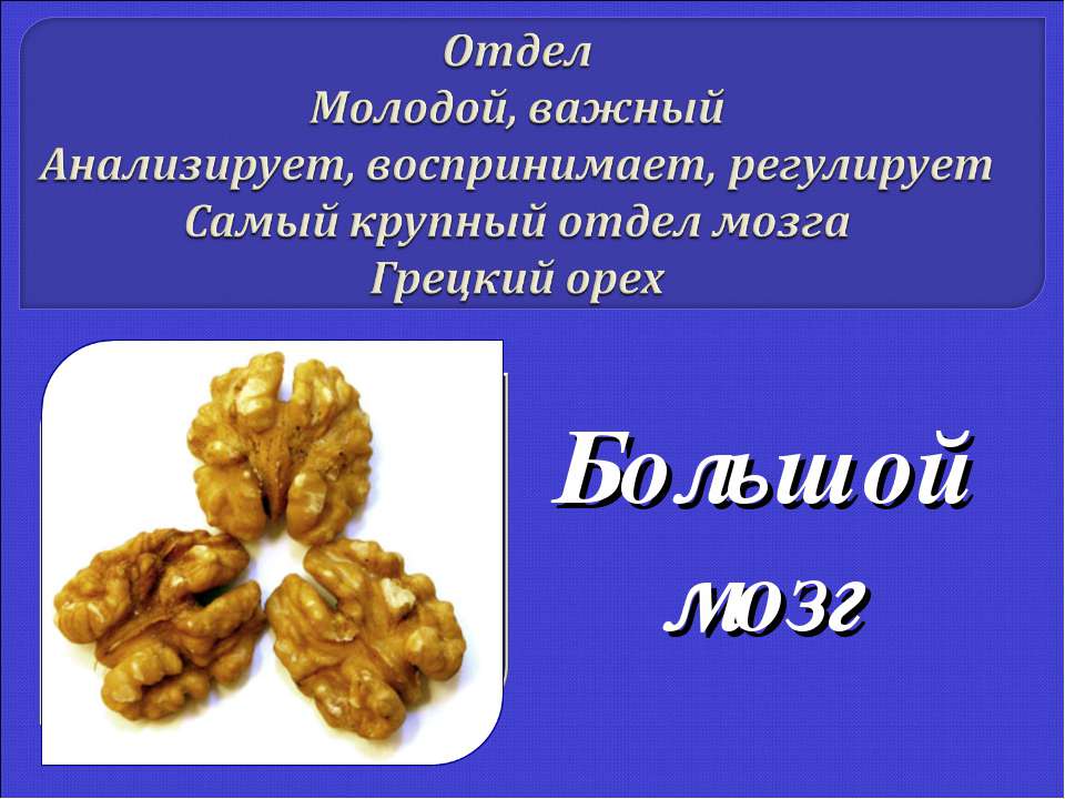 Большой мозг Учебники, Презентации и Подготовка к Экзаменам для Школьников на Klass-Uchebnik.com