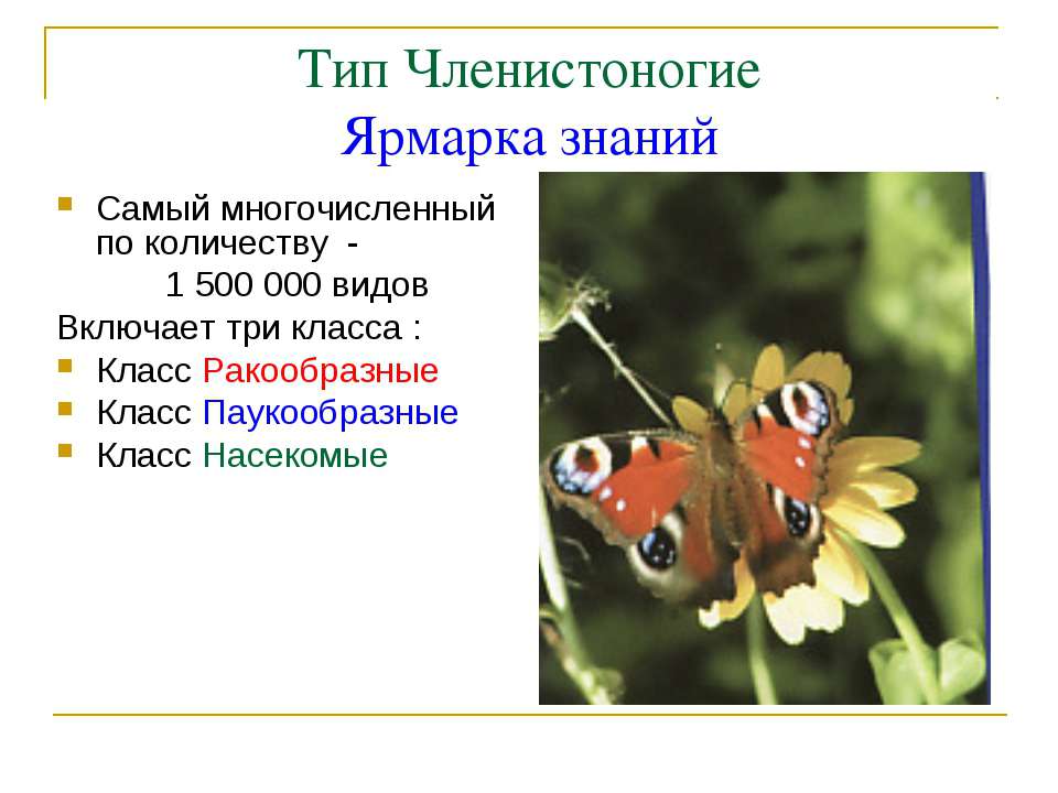 Тип Членистоногие Ярмарка знаний Учебники, Презентации и Подготовка к Экзаменам для Школьников на Klass-Uchebnik.com