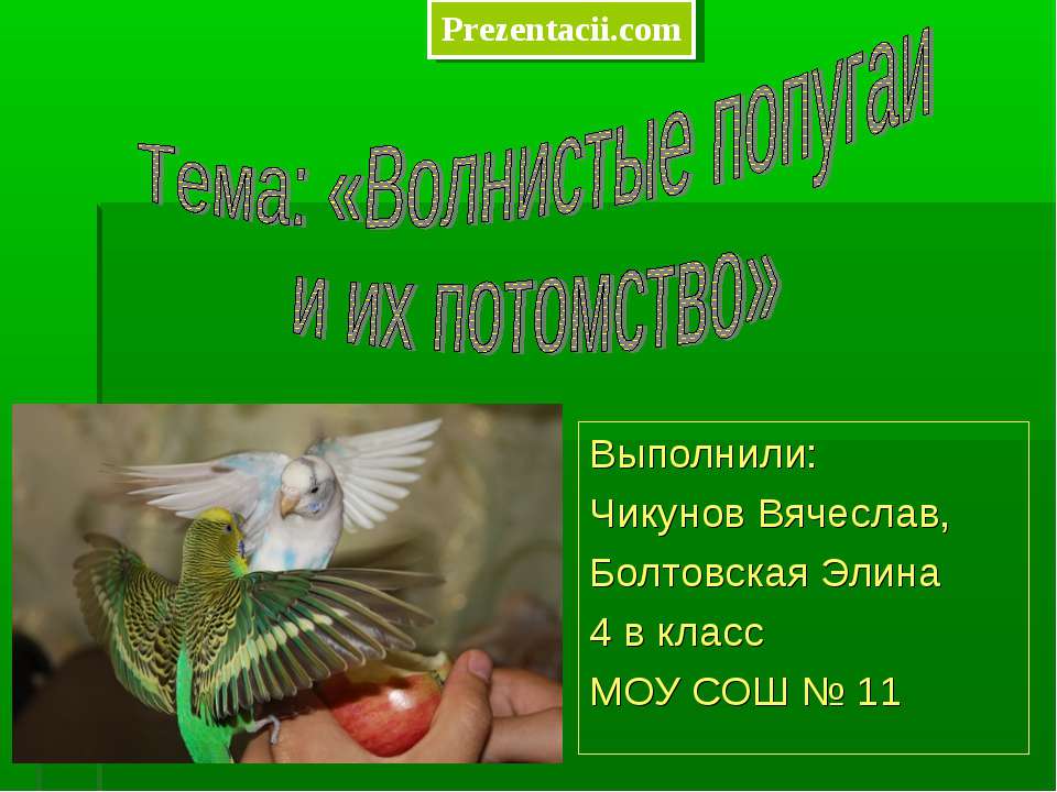 Волнистые попугаи и их потомство Учебники, Презентации и Подготовка к Экзаменам для Школьников на Klass-Uchebnik.com