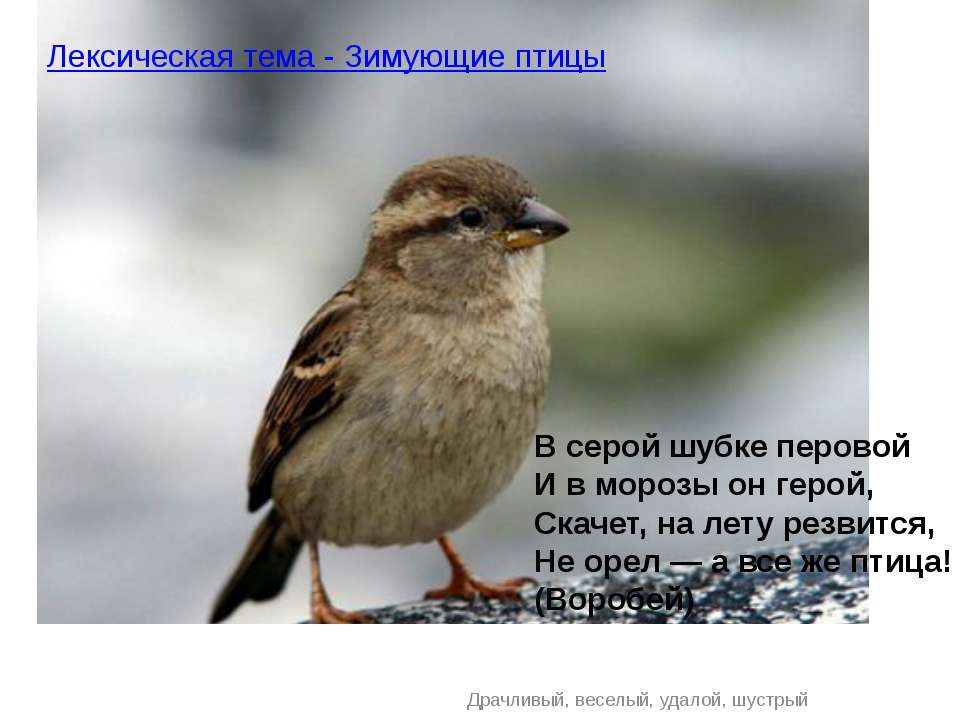 Лексическая тема - Зимующие птицы - Учебники, Презентации и Подготовка к Экзаменам для Школьников на Klass-Uchebnik.com