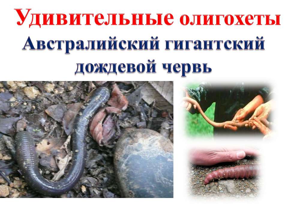 Удивительные олигохеты Австралийский гигантский дождевой червь Учебники, Презентации и Подготовка к Экзаменам для Школьников на Klass-Uchebnik.com