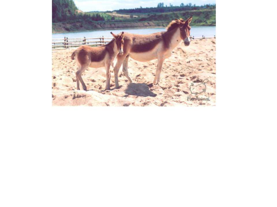 Детеныши животных Учебники, Презентации и Подготовка к Экзаменам для Школьников на Klass-Uchebnik.com