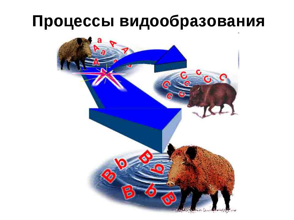 Процессы видообразования Учебники, Презентации и Подготовка к Экзаменам для Школьников на Klass-Uchebnik.com