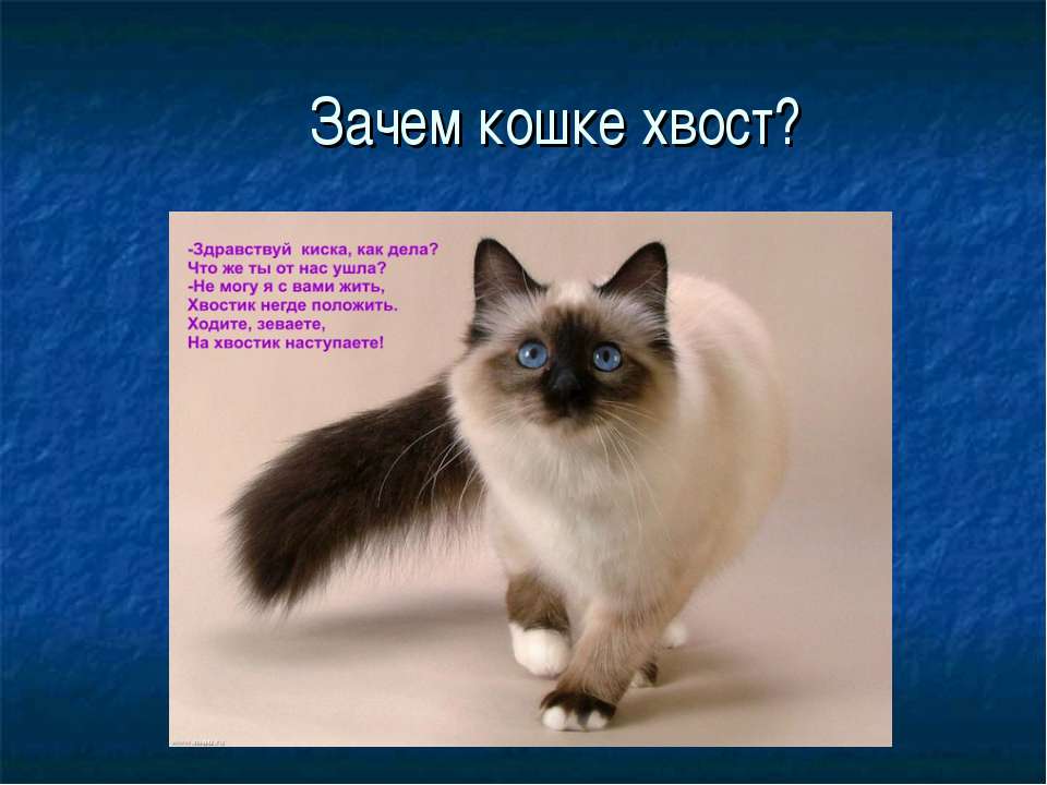 Роль хвоста для животных Учебники, Презентации и Подготовка к Экзаменам для Школьников на Klass-Uchebnik.com