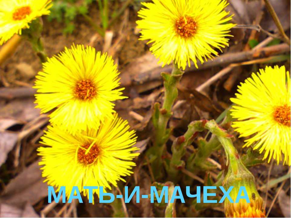 Мать-и-мачеха Учебники, Презентации и Подготовка к Экзаменам для Школьников на Klass-Uchebnik.com