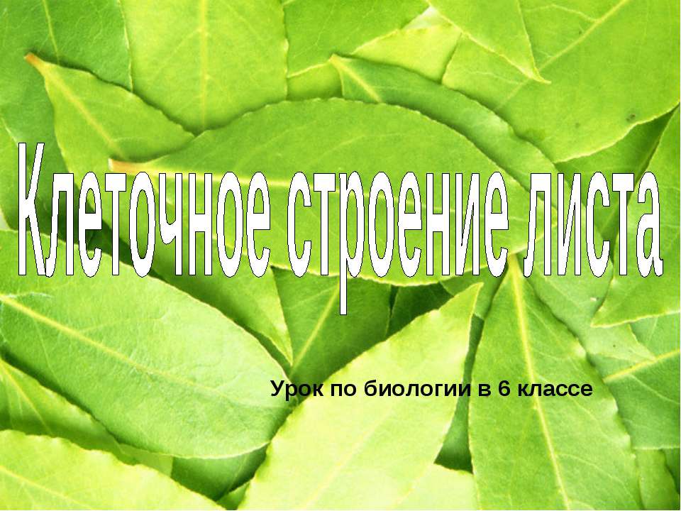 Клеточное строение листа 6 класс Учебники, Презентации и Подготовка к Экзаменам для Школьников на Klass-Uchebnik.com
