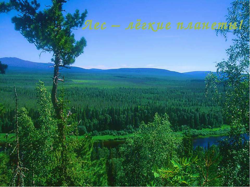 Лес – лёгкие планеты! Учебники, Презентации и Подготовка к Экзаменам для Школьников на Klass-Uchebnik.com
