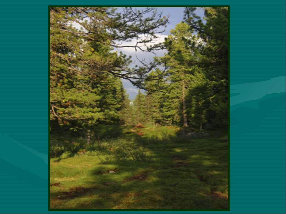 Таежная зона России - Учебники, Презентации и Подготовка к Экзаменам для Школьников на Klass-Uchebnik.com