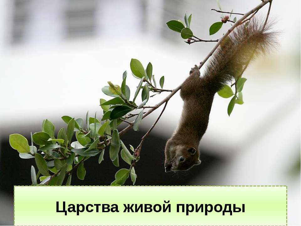 Царства живой природы Учебники, Презентации и Подготовка к Экзаменам для Школьников на Klass-Uchebnik.com