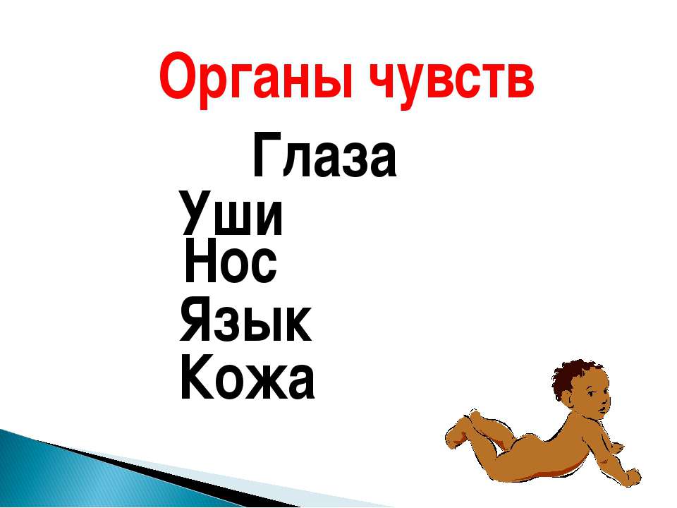 Органы чувств Глаза Уши Нос Язык Кожа Учебники, Презентации и Подготовка к Экзаменам для Школьников на Klass-Uchebnik.com