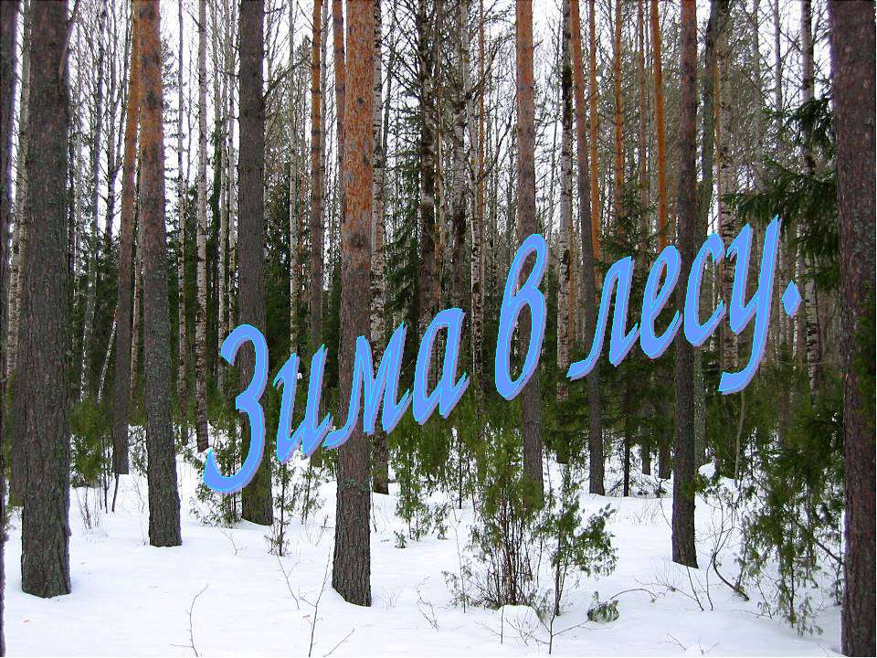 Зима в лесу - Учебники, Презентации и Подготовка к Экзаменам для Школьников на Klass-Uchebnik.com