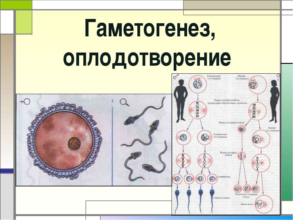 Гаметогенез, оплодотворение - Учебники, Презентации и Подготовка к Экзаменам для Школьников на Klass-Uchebnik.com