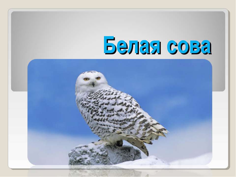 Белая сова Учебники, Презентации и Подготовка к Экзаменам для Школьников на Klass-Uchebnik.com