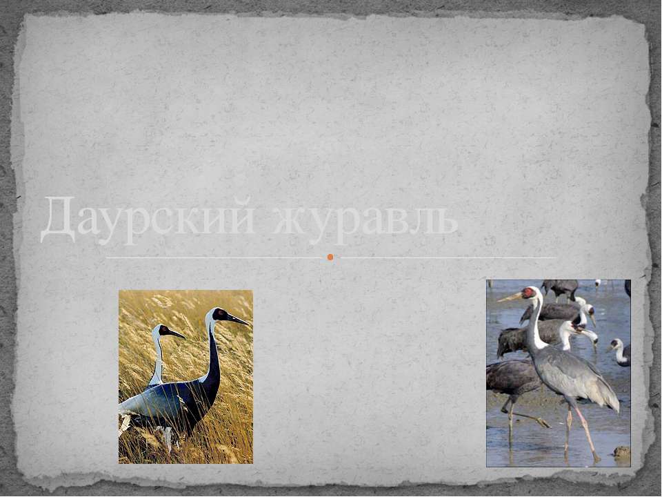 Даурский журавль Учебники, Презентации и Подготовка к Экзаменам для Школьников на Klass-Uchebnik.com