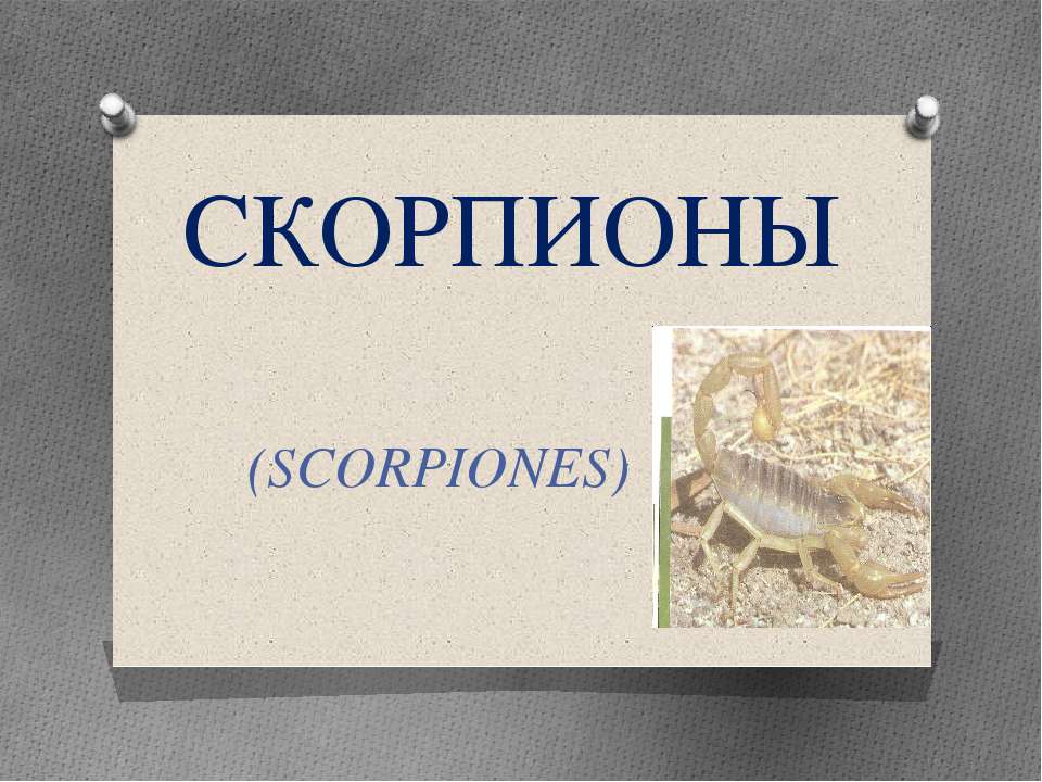 Скорпионы Учебники, Презентации и Подготовка к Экзаменам для Школьников на Klass-Uchebnik.com