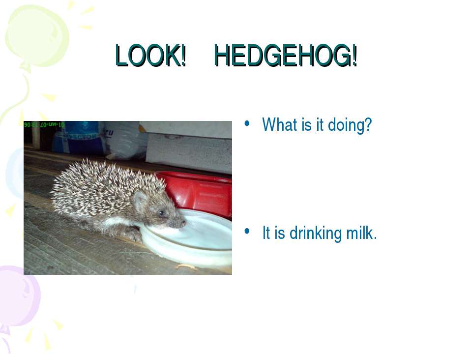 Look! Hedgehog! Учебники, Презентации и Подготовка к Экзаменам для Школьников на Klass-Uchebnik.com