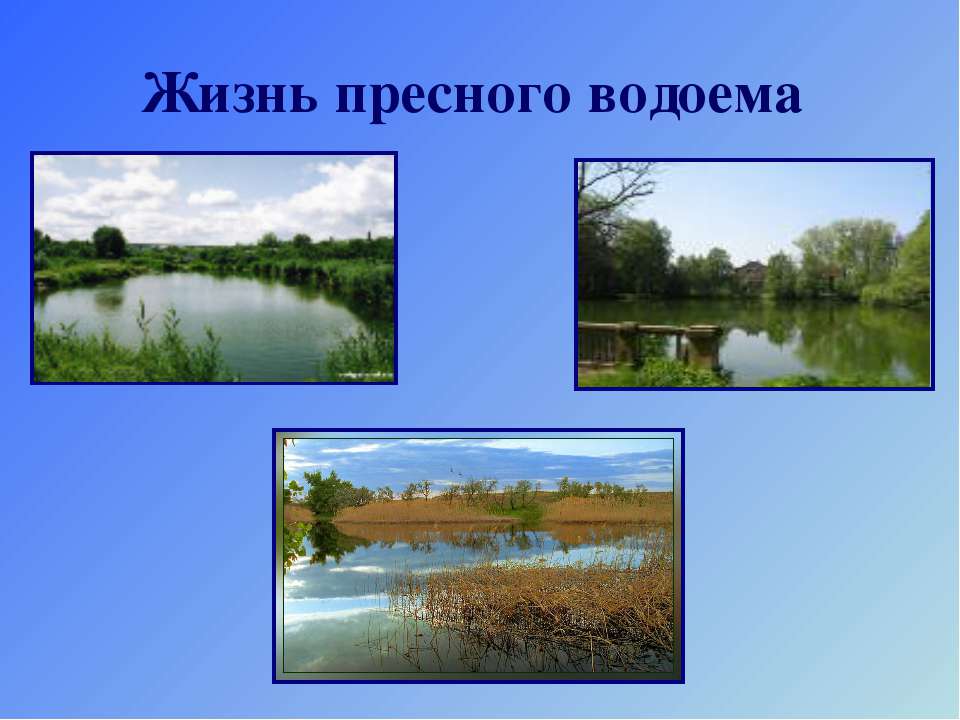 Жизнь пресного водоема Учебники, Презентации и Подготовка к Экзаменам для Школьников на Klass-Uchebnik.com