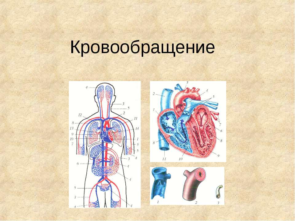 Кровообращение - Учебники, Презентации и Подготовка к Экзаменам для Школьников на Klass-Uchebnik.com