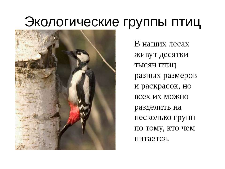 Экологические группы птиц - Учебники, Презентации и Подготовка к Экзаменам для Школьников на Klass-Uchebnik.com