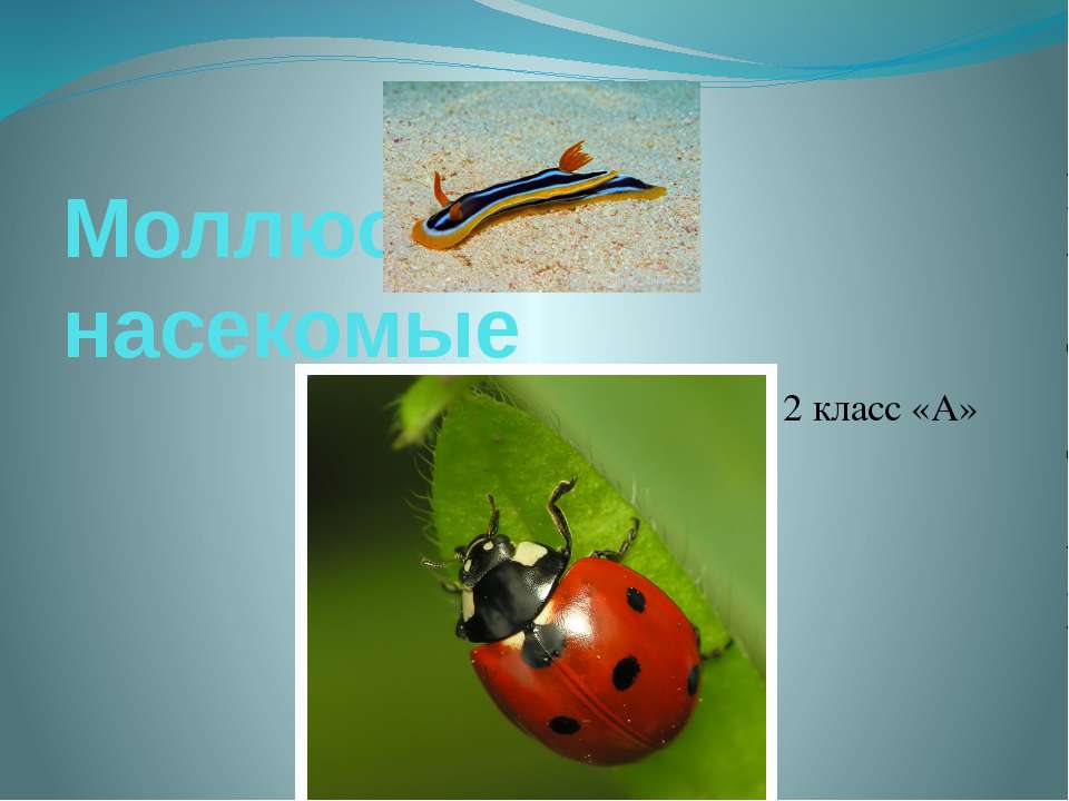 Моллюски и насекомые Учебники, Презентации и Подготовка к Экзаменам для Школьников на Klass-Uchebnik.com
