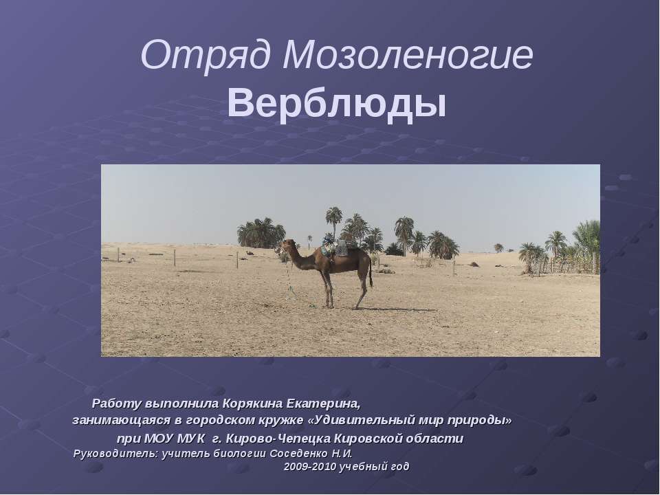 Отряд Мозоленогие. Верблюды Учебники, Презентации и Подготовка к Экзаменам для Школьников на Klass-Uchebnik.com