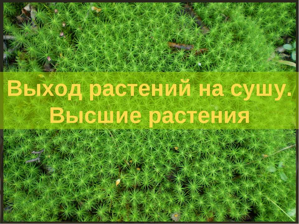 Выход растений на сушу. Высшие растения Учебники, Презентации и Подготовка к Экзаменам для Школьников на Klass-Uchebnik.com
