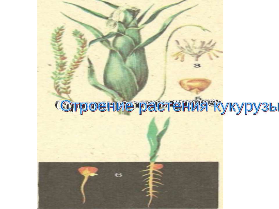 Строение растения кукурузы Учебники, Презентации и Подготовка к Экзаменам для Школьников на Klass-Uchebnik.com