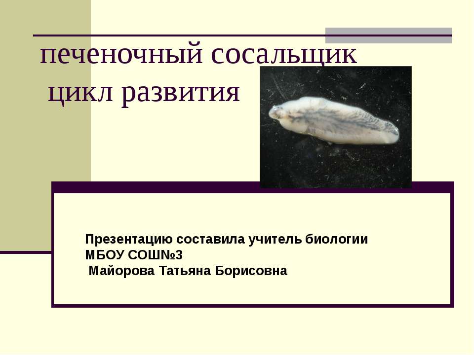 Печеночный сосальщик цикл развития Учебники, Презентации и Подготовка к Экзаменам для Школьников на Klass-Uchebnik.com