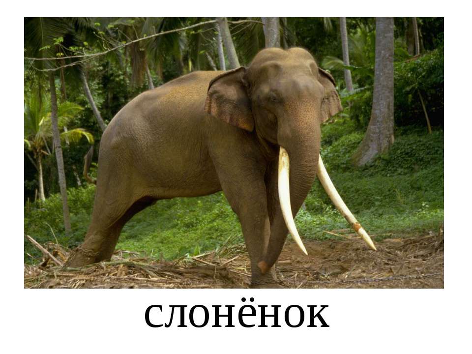 Мамы и детеныши Учебники, Презентации и Подготовка к Экзаменам для Школьников на Klass-Uchebnik.com