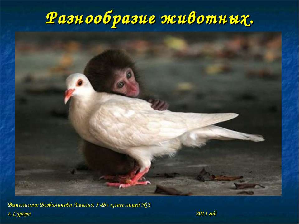 Разнообразие животных 3 класс Учебники, Презентации и Подготовка к Экзаменам для Школьников на Klass-Uchebnik.com