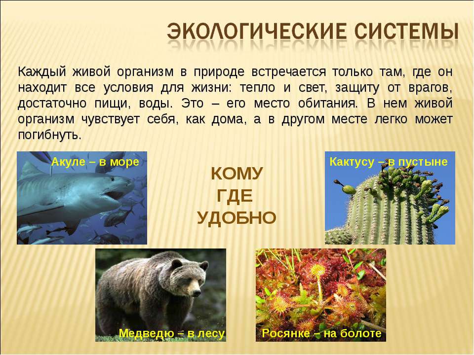 Экологические системы - Учебники, Презентации и Подготовка к Экзаменам для Школьников на Klass-Uchebnik.com