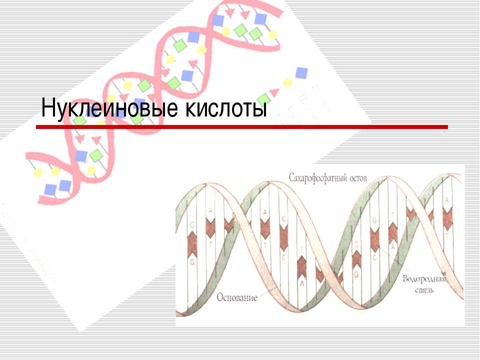 Нуклеиновые кислоты Учебники, Презентации и Подготовка к Экзаменам для Школьников на Klass-Uchebnik.com