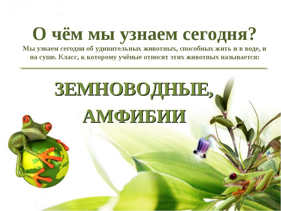 Общая характеристика класса Земноводные (Амфибии) - Учебники, Презентации и Подготовка к Экзаменам для Школьников на Klass-Uchebnik.com