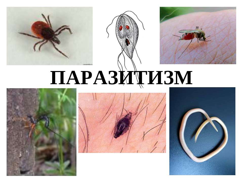 ПАРАЗИТИЗМ Учебники, Презентации и Подготовка к Экзаменам для Школьников на Klass-Uchebnik.com