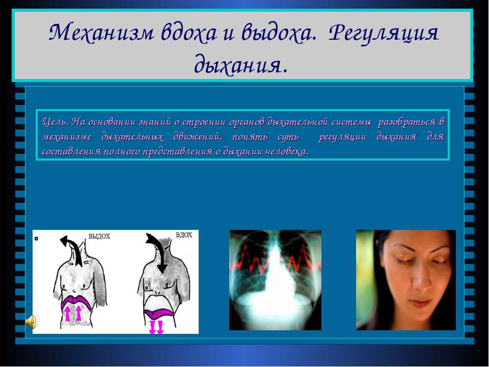 Механизм вдоха и выдоха. Регуляция дыхания - Учебники, Презентации и Подготовка к Экзаменам для Школьников на Klass-Uchebnik.com