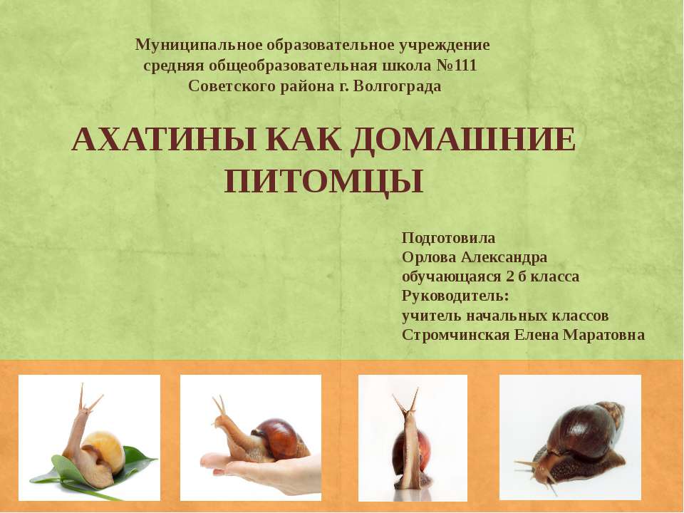 Ахатины как домашние питомцы Учебники, Презентации и Подготовка к Экзаменам для Школьников на Klass-Uchebnik.com