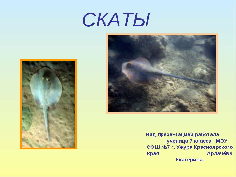 Скаты - Учебники, Презентации и Подготовка к Экзаменам для Школьников на Klass-Uchebnik.com
