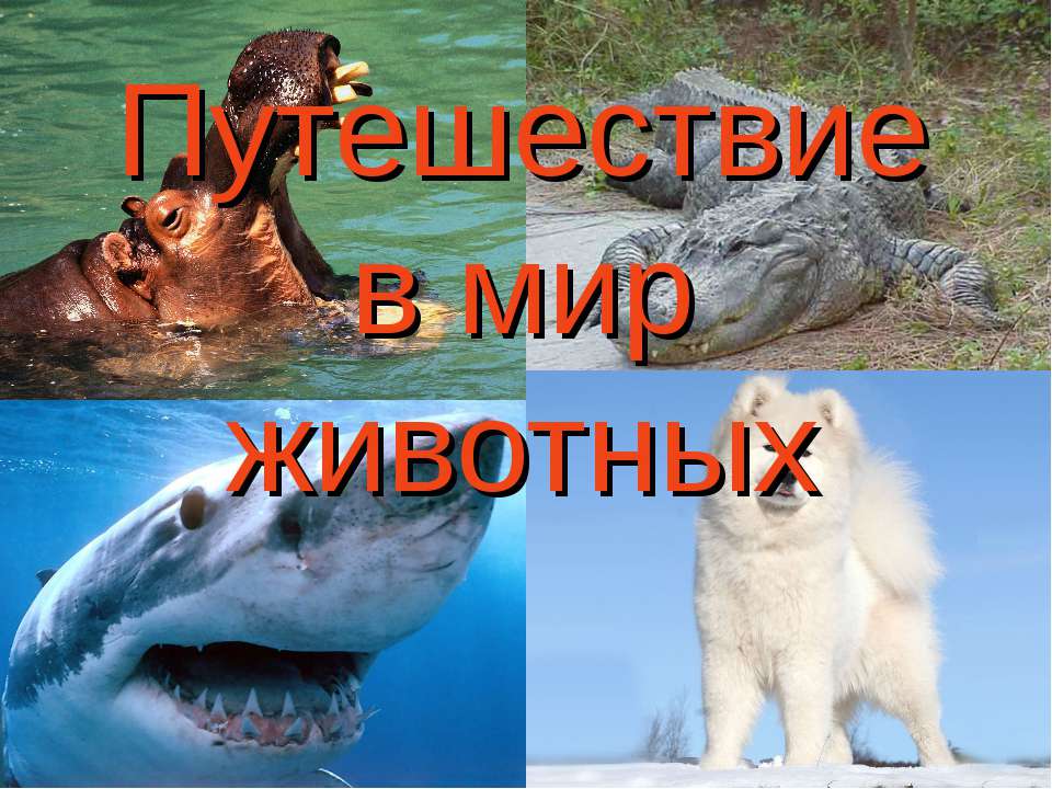 Путешествие в мир животных Учебники, Презентации и Подготовка к Экзаменам для Школьников на Klass-Uchebnik.com