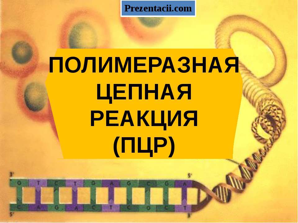 Полимеразная цепная реакция(ПЦР) Учебники, Презентации и Подготовка к Экзаменам для Школьников на Klass-Uchebnik.com